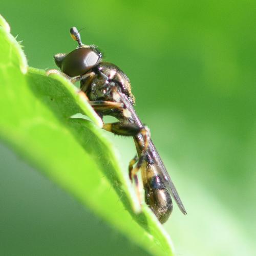 Neoascia podagrica